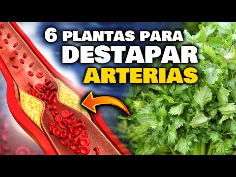 EVITA un INFARTO!! Las 6 PLANTAS que LIMPIAN las VENAS y ARTERIAS OBSTRUIDAS | Bajar el COLESTEROL