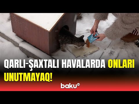 Soyuq havalarda sahibsiz heyvanlara yardım edək