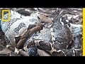 Boa Constrictor Feeding Mechanisms