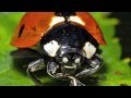 Ladybug Facts and Biology