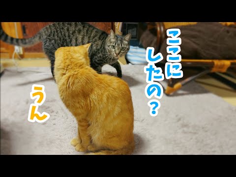 まだトイレを覚えられない猫を優しくフォローする犬と猫達　 Luna had an accident on the carpet