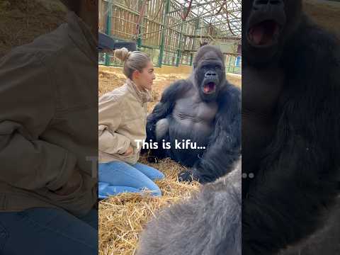 MOST LOVING SILVERBACK