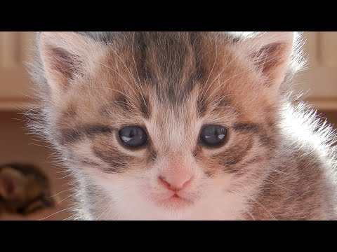 Yavru Kedi Sesi 💯 Miyav Miyav 😻 En Sevimli Konuşan Kediler - Yavru Kedi Videoları