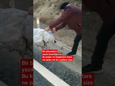 köpeği hiç görmediğimiz şekilde bağlayıp Atmıș'lar boğularak ölsün diye Yazık Via?️ Alıntı