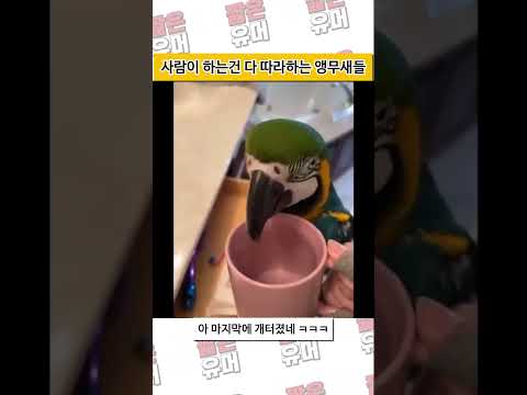 요즘 앵무새들의 능력 ㄷㄷ