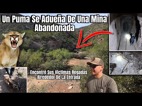Un Puma Se Adueño De Esta Mina Abandonada!