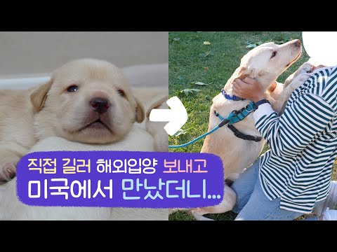 해외입양 보낸 강아지는 저를 기억할까요? 무지개즈를 만나고 왔습니다!