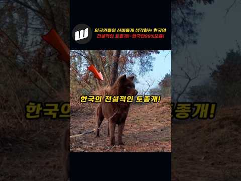 외국인들이 신비롭게 생각하는 한국의 토종견의 정체!!~한국인 99%모름!!
