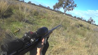 Aussie Outback pig hunt.