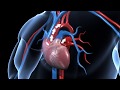 Understanding the Circulatory System