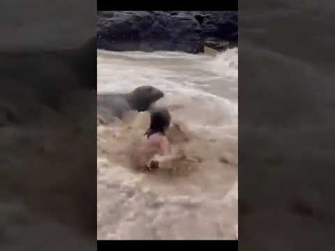 Seal Gives Surprise Hugs! #animalvideos #funnyanimals #funnyvideos #sealife