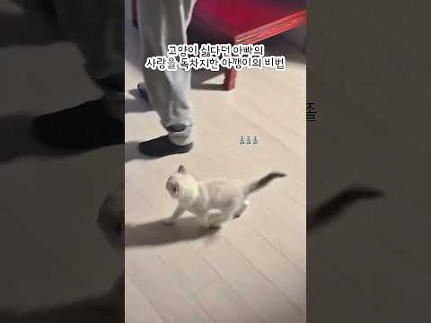 예뻐해 달라고 우는 아깽이 국수 💕 #고양이 #ragdoll #랙돌 #cat #고양이브이로그 #고양이일상 #고양이집사