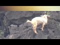 Download Video Kambing Liar Dipuncak Tebing Curam 02 Download Video Kambing Liar Dipuncak Tebing Curam 02