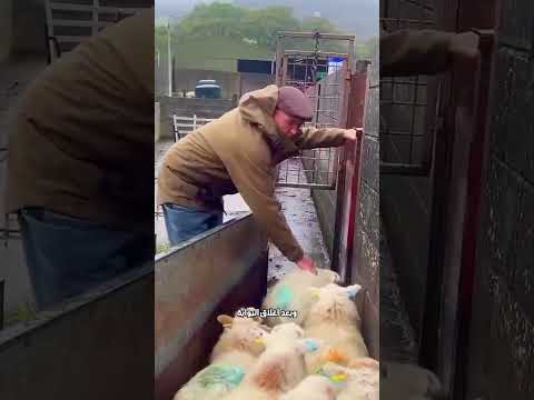 منع ضياع الخراف الصغيرة 🐑
