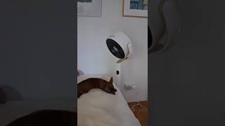 Der neue Ventilator ist da... #chihuahua #chihuahuafanclub #puppy