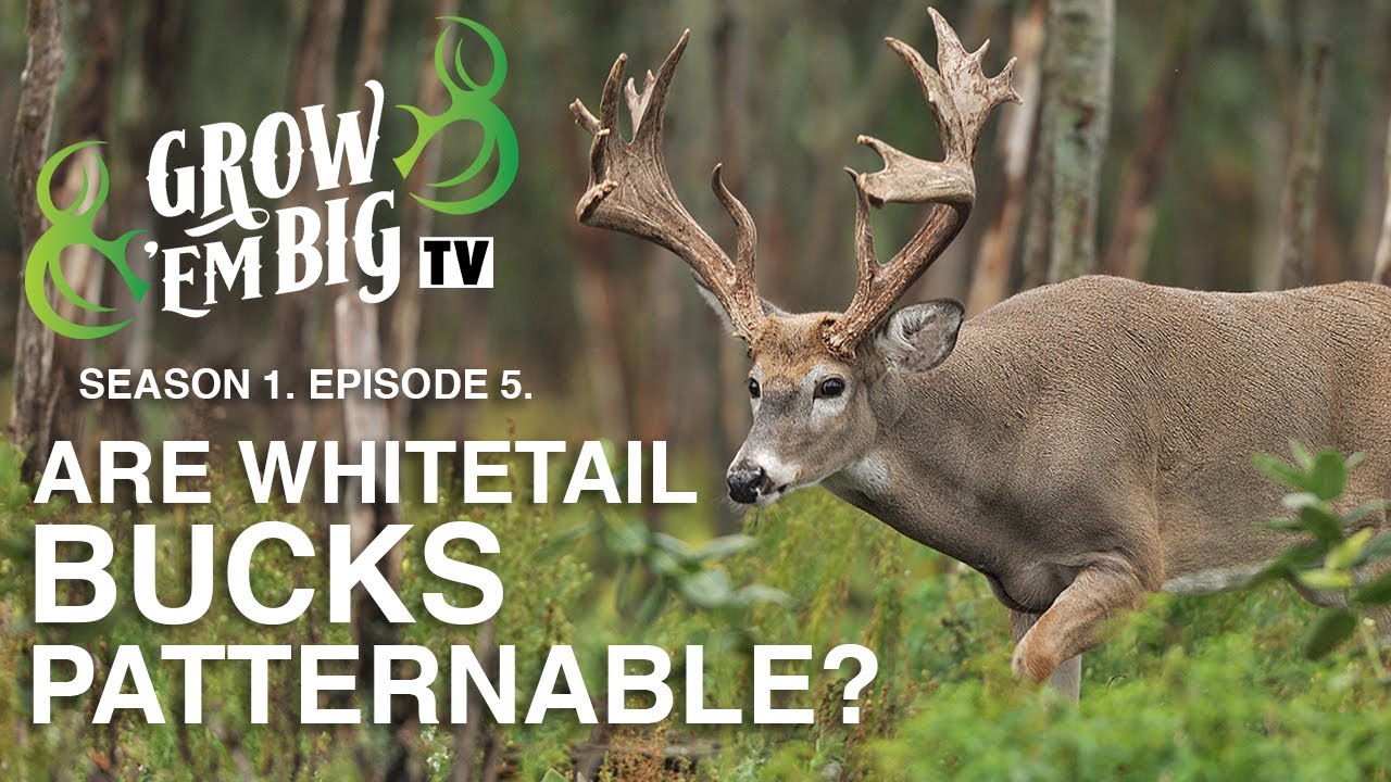 Are Whitetail Bucks Patternable? | Grow ’em Big TV