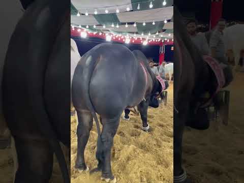 Black panther #cow #1000subscriber #bull