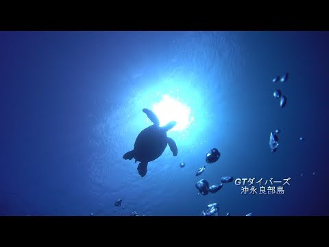 鹿児島県 沖永良部島 【体験ダイビング】遭遇率90%以上 ☆ ウミガメ天国の 沖永良部島で体験ダイビング(2dive)