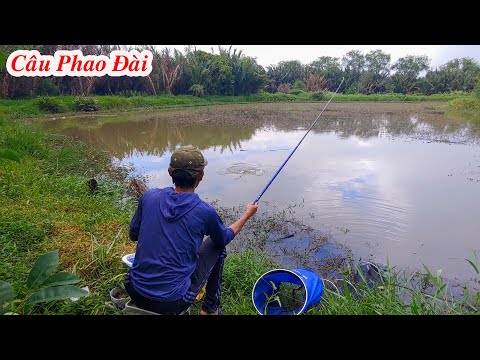 Câu Đài , Đụng Bầy Cá Rô Phi To Quấn Ổ Giật Liên Tục Cong Cả Cần