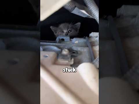 Scared Kitty Stuck In a Car 🥺❤️🩹