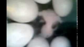 hatchling