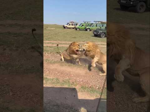 Intense Fight between Lion Brothers | Kaskaz Males | Masai Mara
