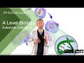 Cell Cycle and Mitosis Concepts