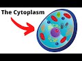 Cytoplasm and Cellular Processes
