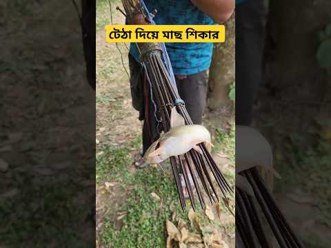 পদ্মা নদীতে টেঠা দিয়ে ইঠি মাছ শিকার#river fishing #viralvideo