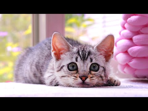 あどけない子猫の姿に癒やされよう！