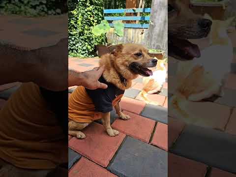 Puppykuttan Live