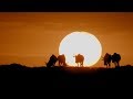 Understanding the Serengeti Ecosystem