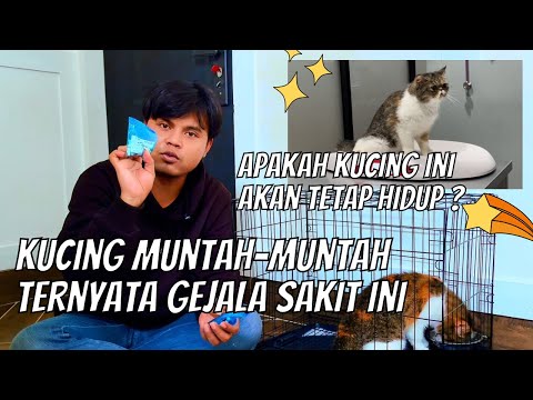 Waspada kucing muntah bisa mati 😭 antar kucing exotic ke dokter hewan