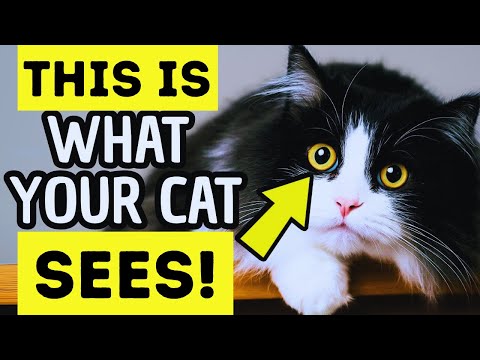 What Do Cats REALLY Think of Us? (You’ll Be Surprised!)
