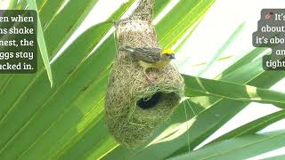 How Birds Outsmart Storms #nature #bayaweaver #birdlife #nest