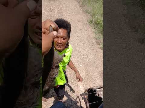 มองไกลๆนึกว่าเองได้แมว ที่ไหนได้หนูพุ #excavator #fish #fishing #fyp #natural #shortvideo #shorts