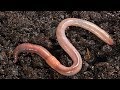 Earthworm Contributions to Soil Health