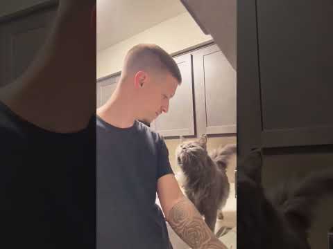 Cats being cats #cat #cats #funny #pets