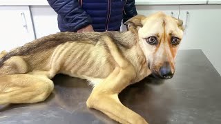 Inspiring Moments when Animals Asking people for help