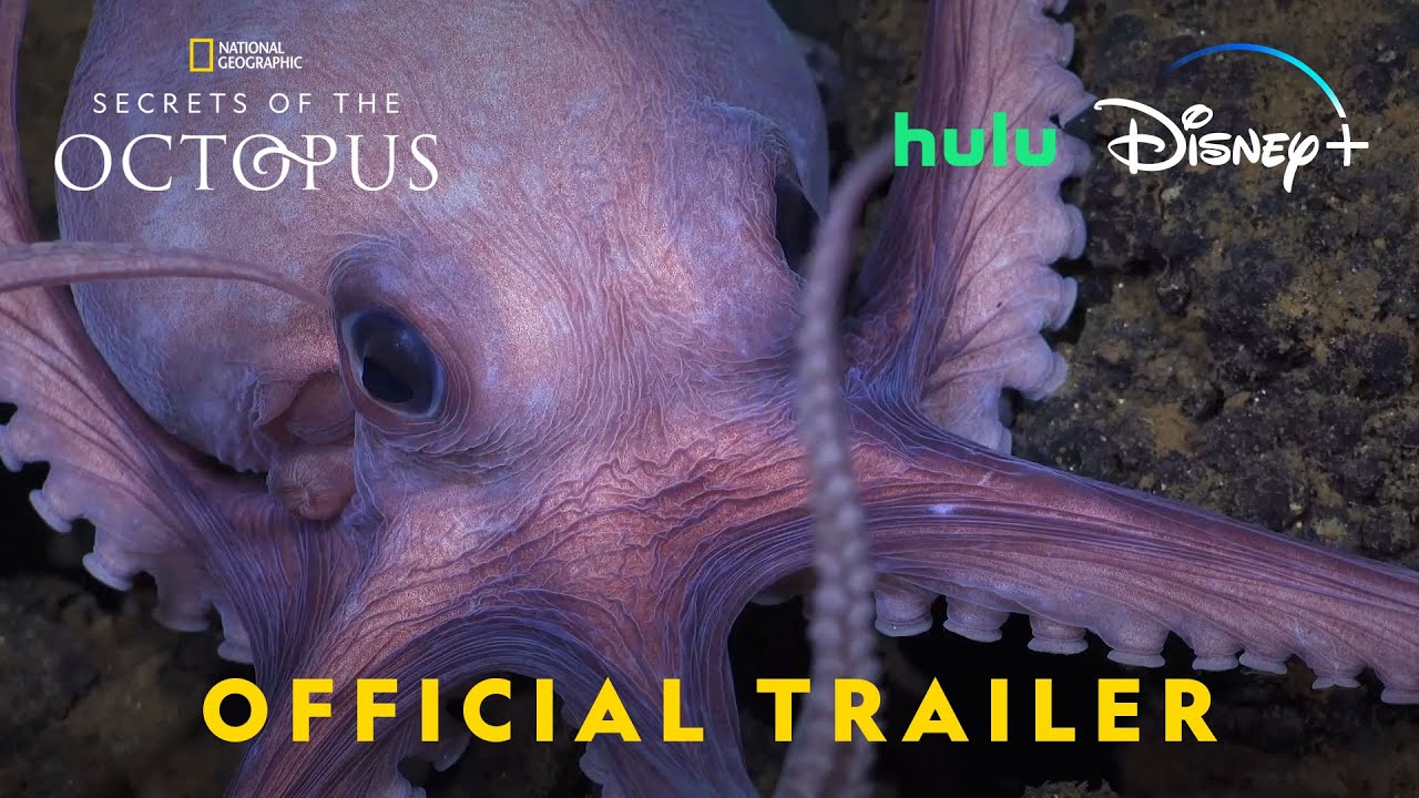 Die geheimnisvolle Welt der Oktopusse Vorschaubild des Trailers