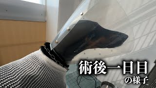 術後痛いはずなのに、飼い主を見て安心するドーベルマン