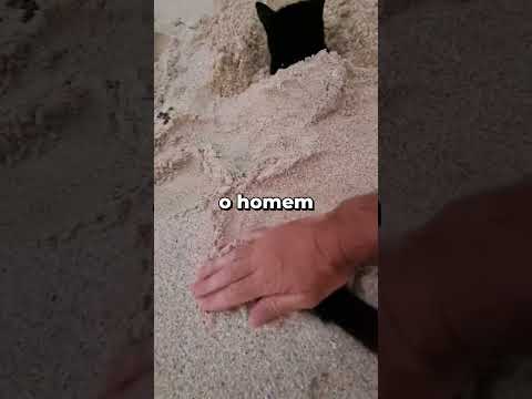 Esse Gato Ama Ser Enterrado 🤣 #shorts #animais #animaisengraçados