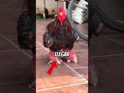 ¡Las razas de Gallinas más Raras del Mundo! #curiosidades #animales