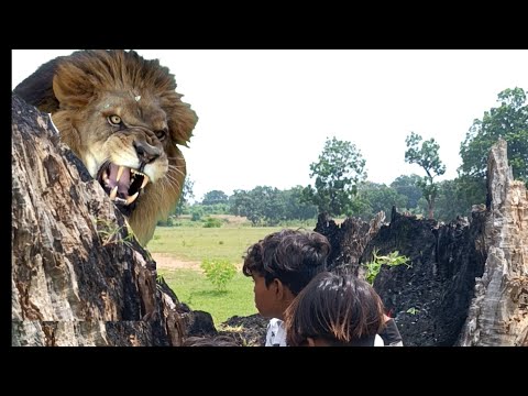 Open Lion 🐆 attack catching jungle VFX funny😱 my village #shorts #animal #wildlife #viral #lion 😱-1