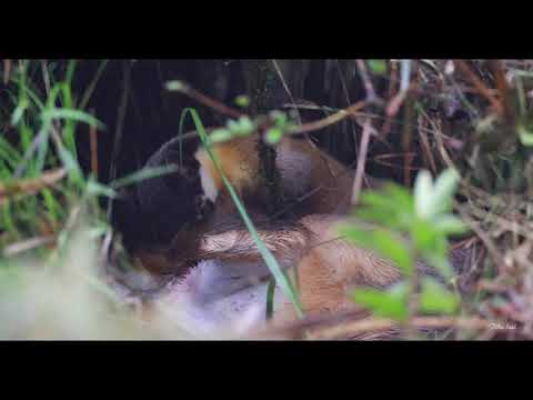 黃喉貂獵食山羌 - YouTube(2分41秒)