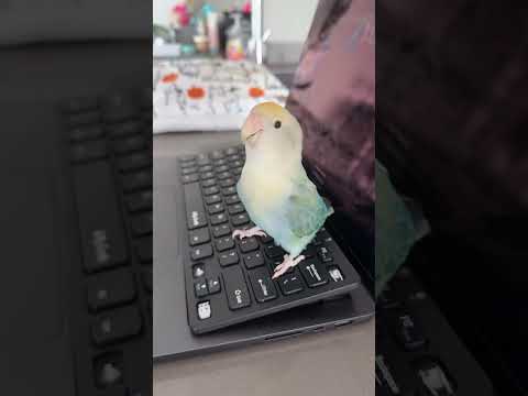 I’m crying at the end 😂 #tiktok #birds #funnypets #parrot #petvideos #funny #animals #tiktokers