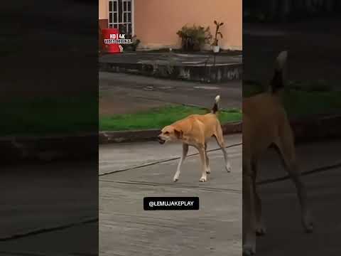 LEMU JAKE VS PERRO QUE MUERDE
