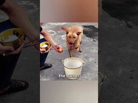 Dog’s High Standards: Won’t Eat Drumstick Until It’s Washed 😂