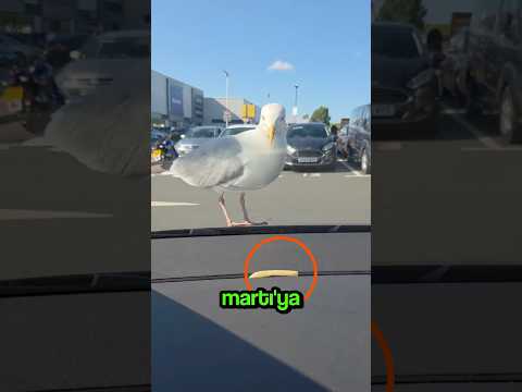 Martıyı DELİRTEN Şaka!🤣🕊🍟