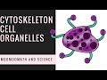 Understanding the Cytoskeleton
